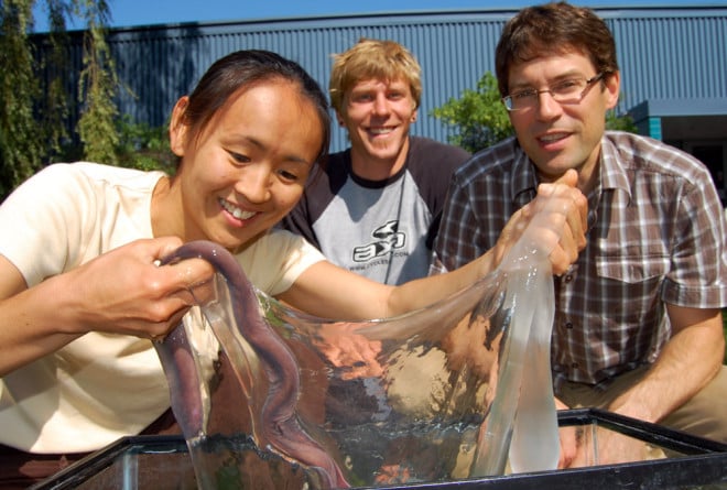 hagfish slime