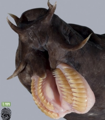hagfish teeth