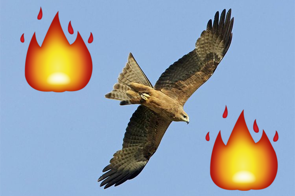 Holy Shit, Aussie Birds Are Deliberately Starting Fires So They Can Murder Their Dinner