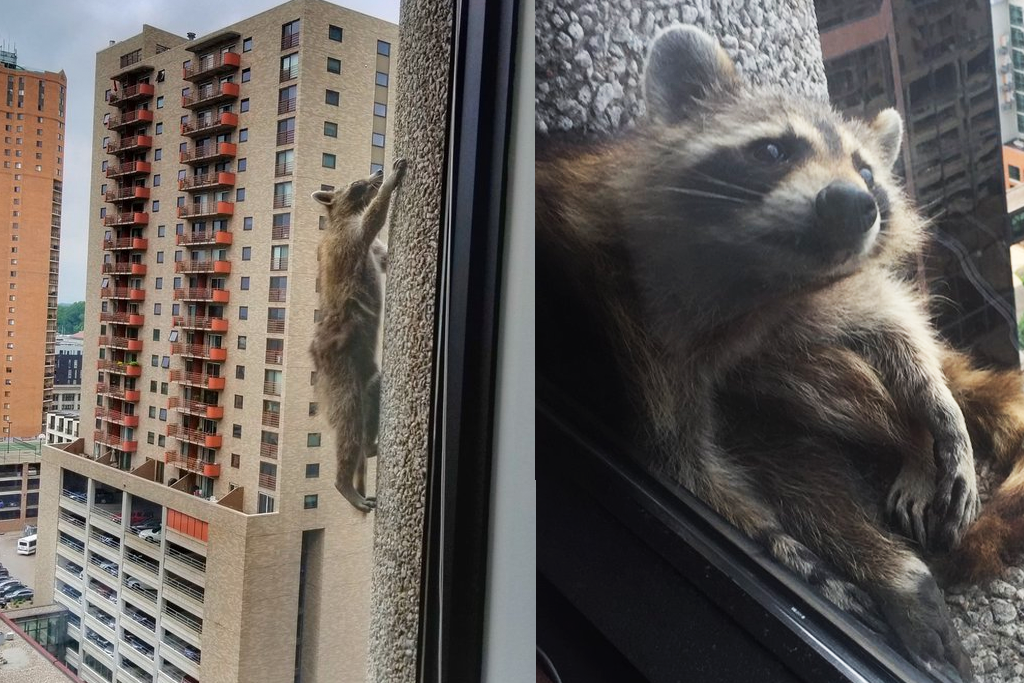 skyscraper raccoon