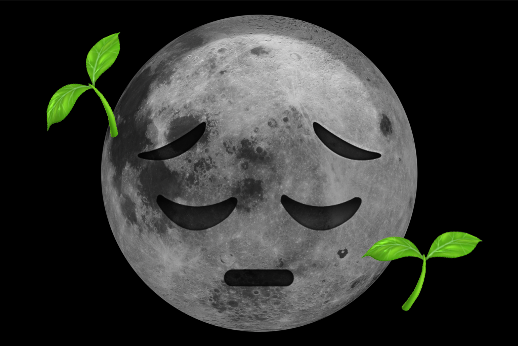 The first plant on the moon has already died