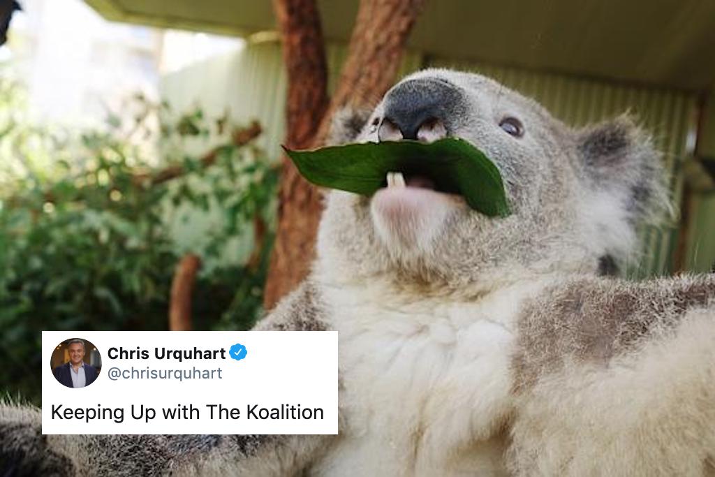Australian leader threatens to fire ministers over koalas