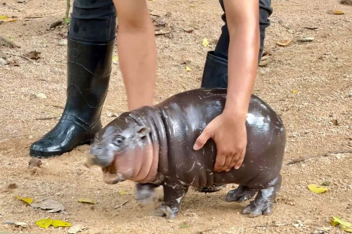 Best Moo Deng Moments, Ranked | Junkee