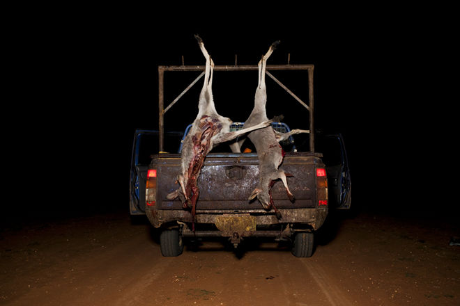 Dead Kangaroos, hunted for their meat hang off the back of a truck in Wilcannia, New South Wales, Australia. Wild "bush" meat is an important supplement to the diet of many in Wilcannia for traditional reasons and because the high prices of store bought meat means it is unavailable to many in the community. June 23, 2012. David Maurice Smith / Oculi.