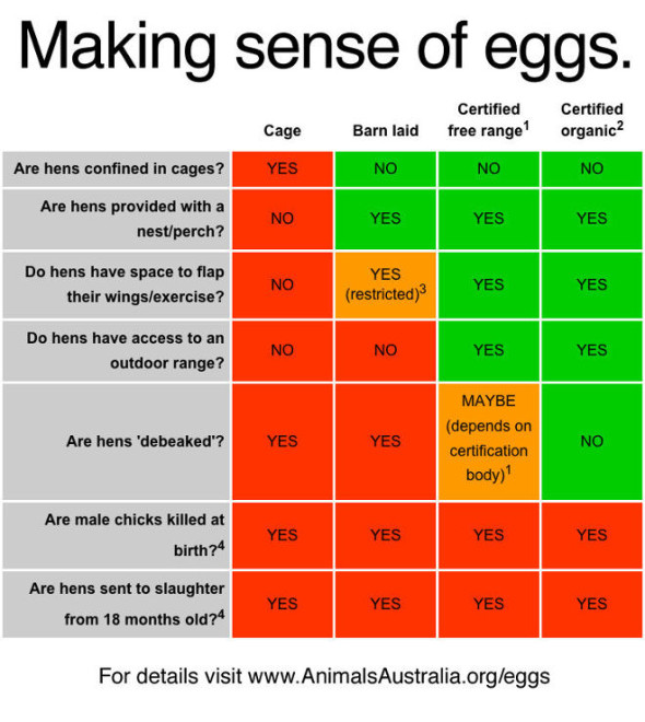Where is the free in free-range eggs? Why free-range eggs aren't