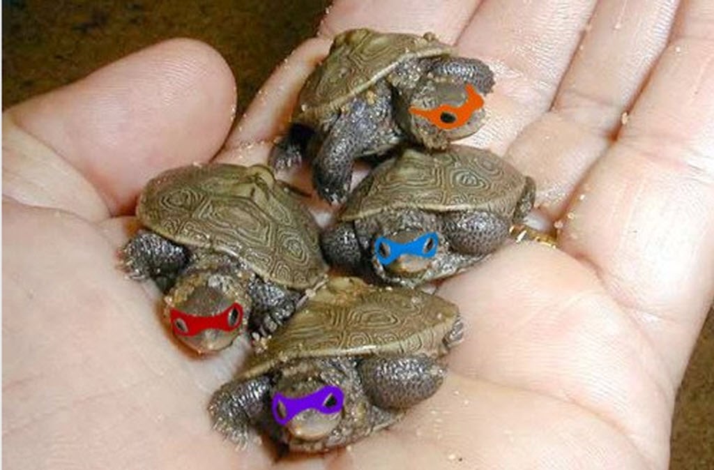 small turtles