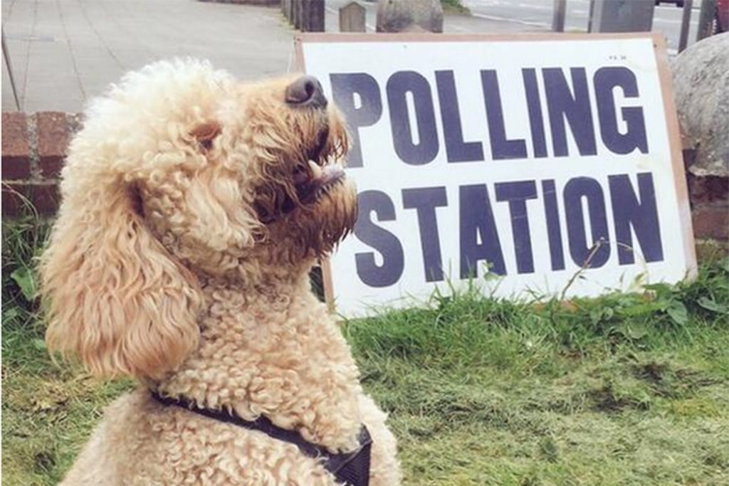 Image result for uk dogs at polling stations