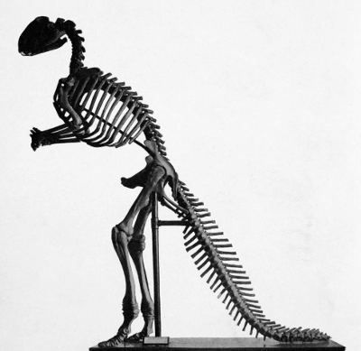 Hadrosaurus_mount