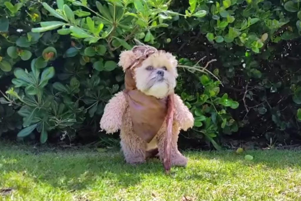 teddy bear in star wars