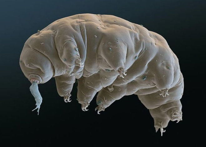 tardigradesnotcute
