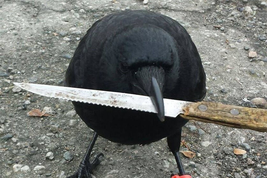 We Absolutely Need To Talk About This Crow In Canada That Stole A ...