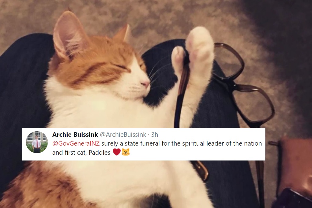 Paddles Jacinda Ardern Cat
