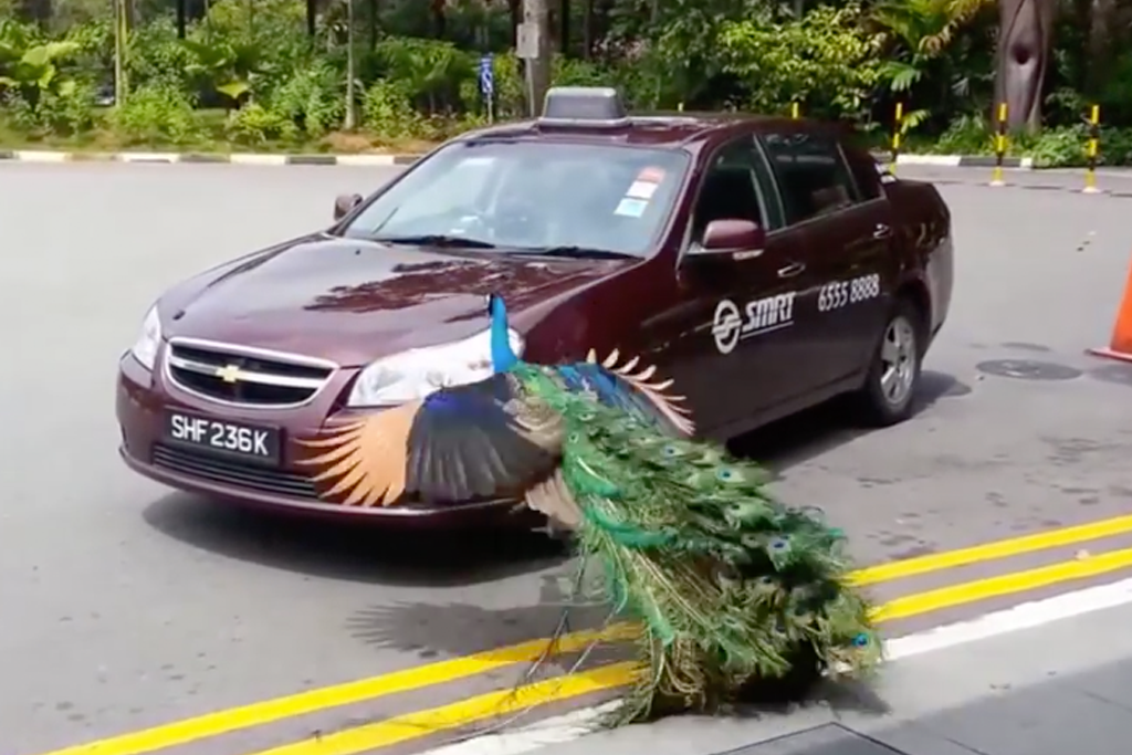 Feral Peacocks In Canada Are Attacking Luxury Cars Because They See Their Reflection In Them
