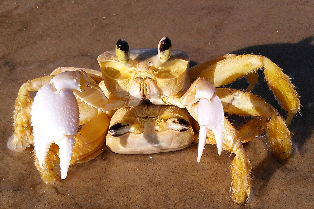 A picture of crabs copulating, because why not.