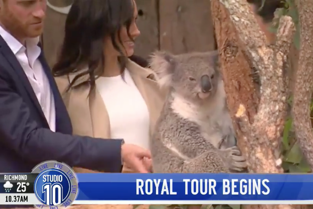 This koala was really not impressed by Prince Harry or Meghan Markle.