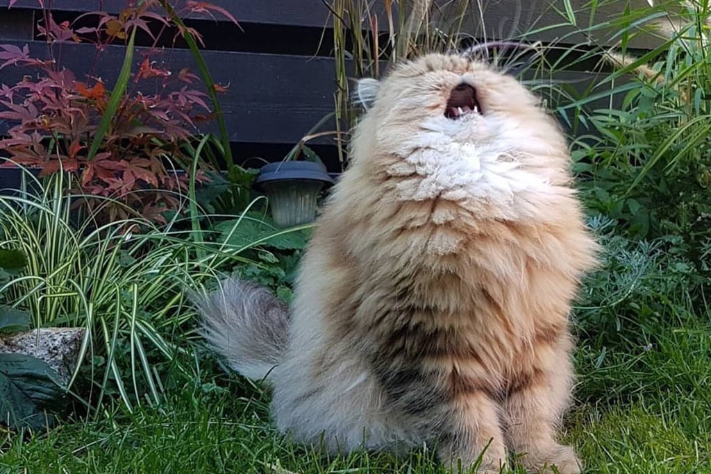Today In Cat Memes On Twitter: What Song Is Kitty Singing?