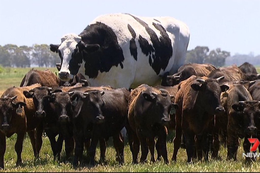 Knickers, the very big cow