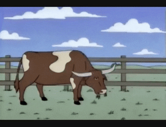 Pictured: Knickers the cow and his murderous rage