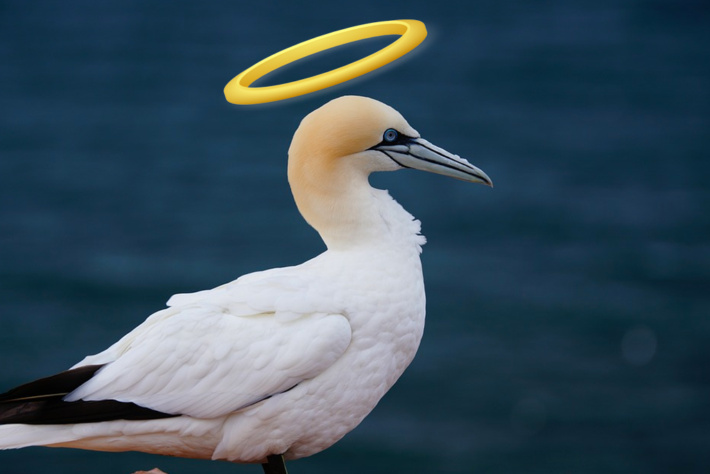 No Mates Nigel, famed gannet, sadly dies.
