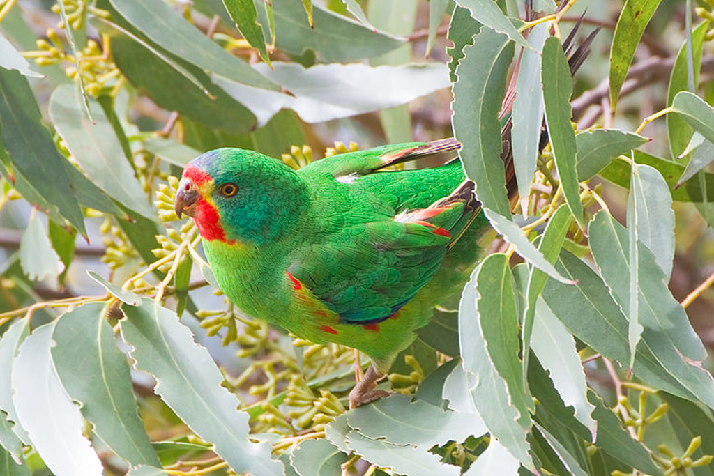 Swift parrot polyamory could end the species.