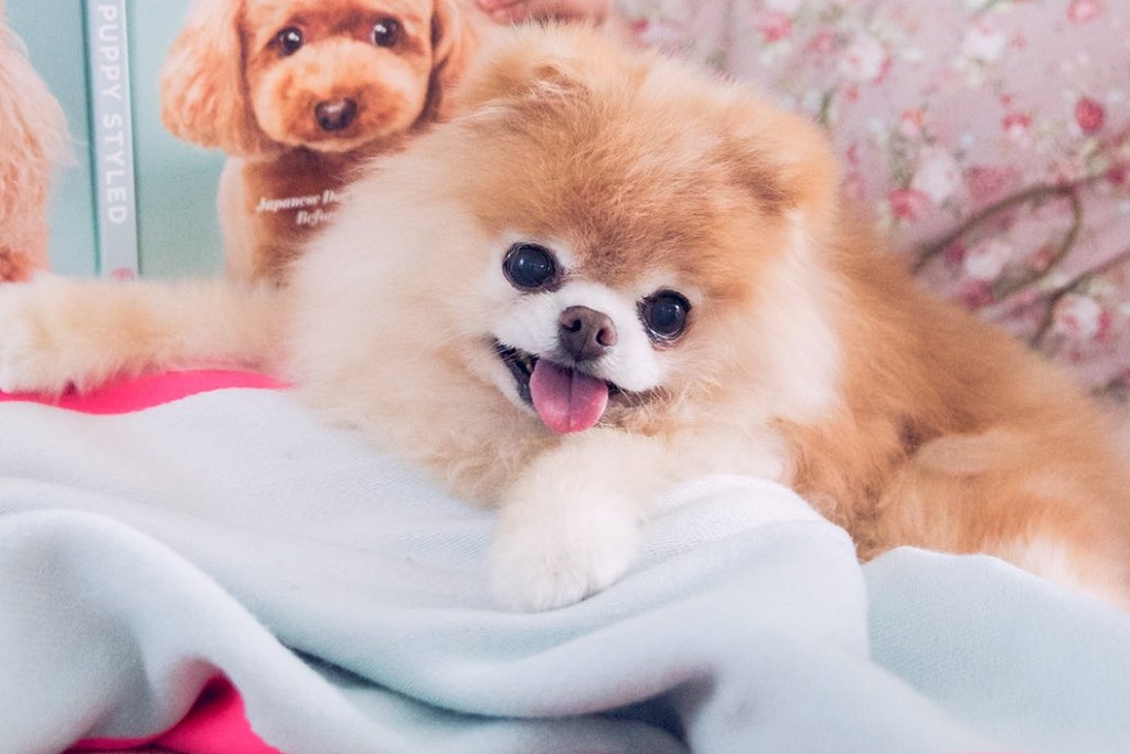 Boo the Pomeranian, the cutest dog in the world, passed away in his sleep