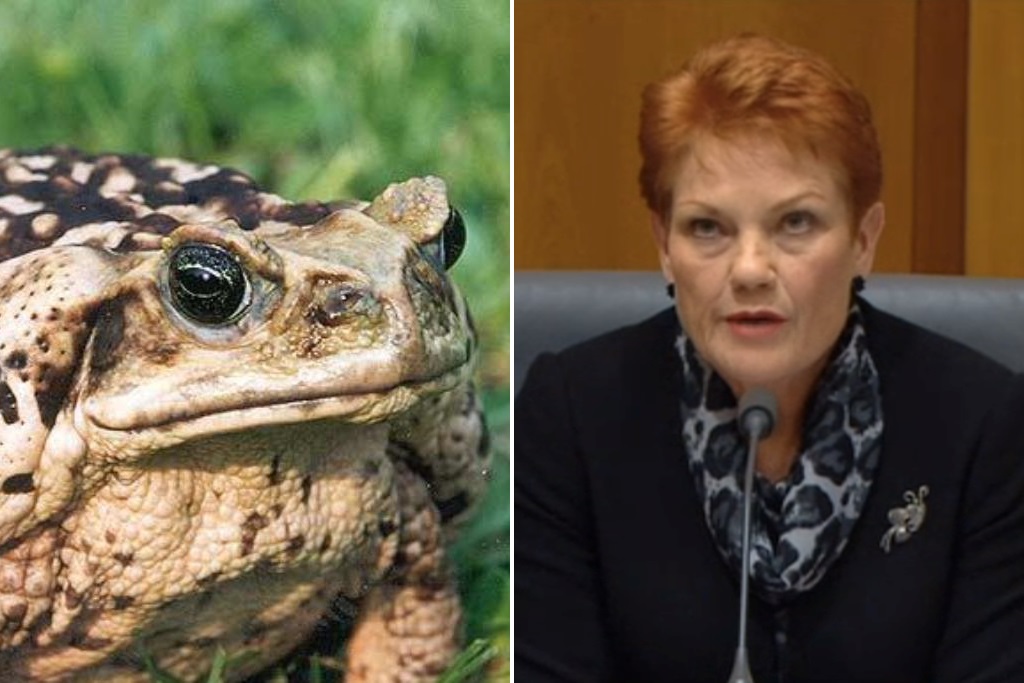 Pauline Hanson cane toad