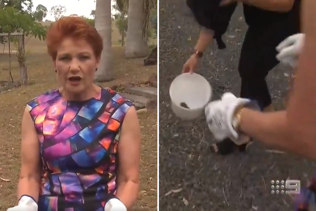 Pauline Hanson on A Current Affair trying to catch a cane toad