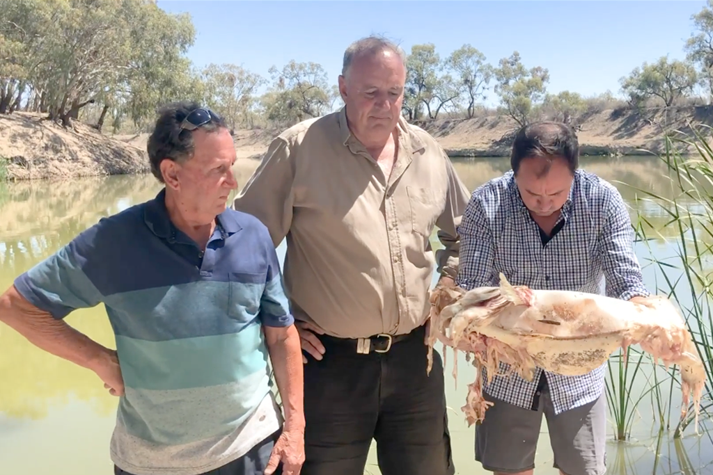 Video of Jeremy Buckingham vomiting while holding a dead Murray-Darling cod fish.
