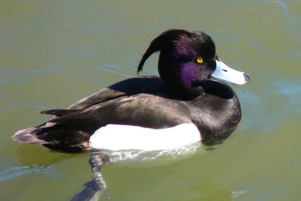Tufted Duck: The world loves Australia's goth duck.
