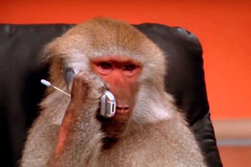 Facebook and Instagram are down -- a monkey will have something to say about this