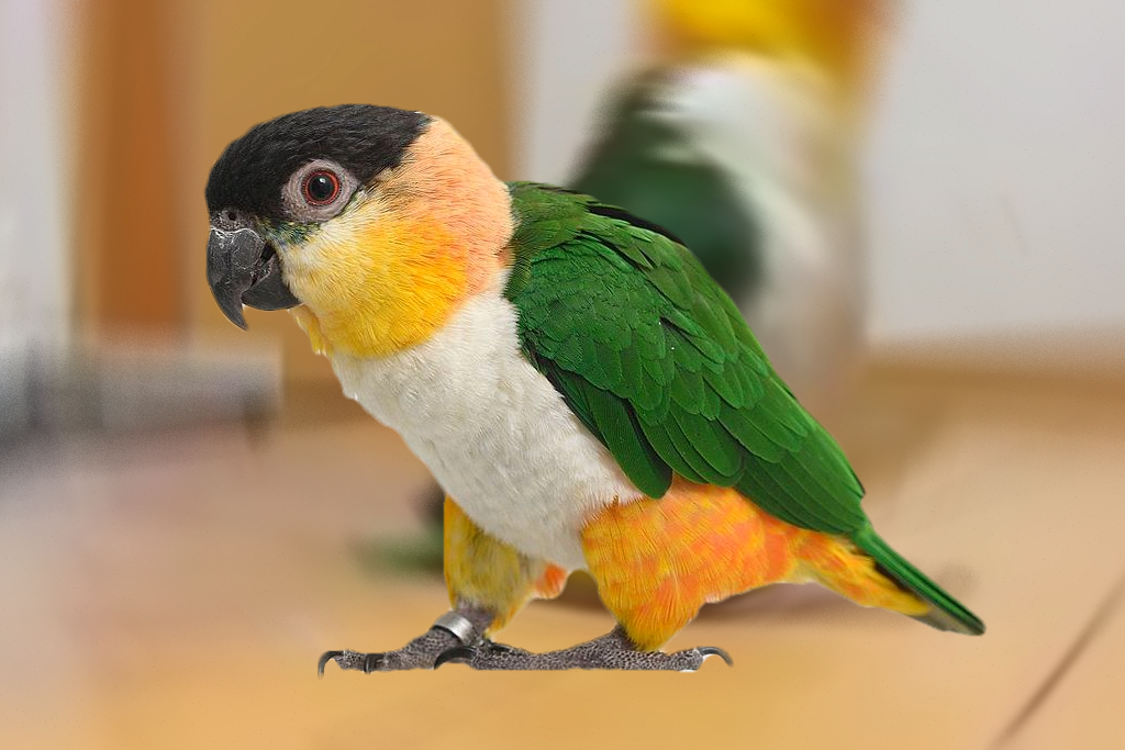 This caique stomps and walks loudly. We love this bird.