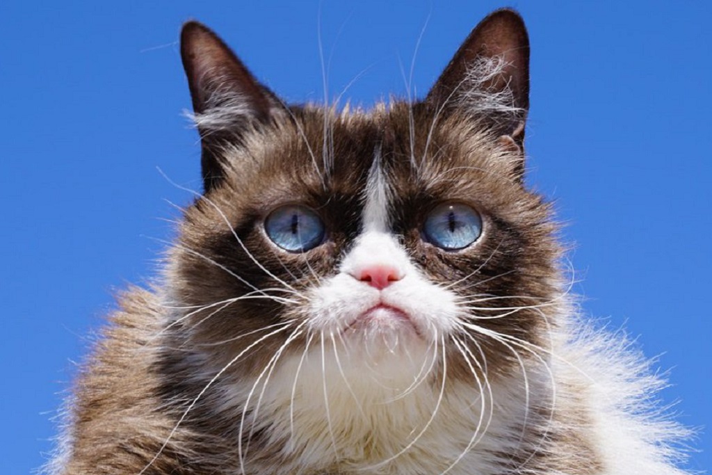 Grumpy Cat has passed away