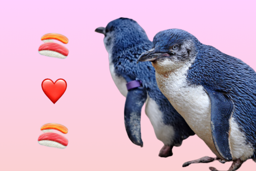 Wellington sushi Fairy Penguins