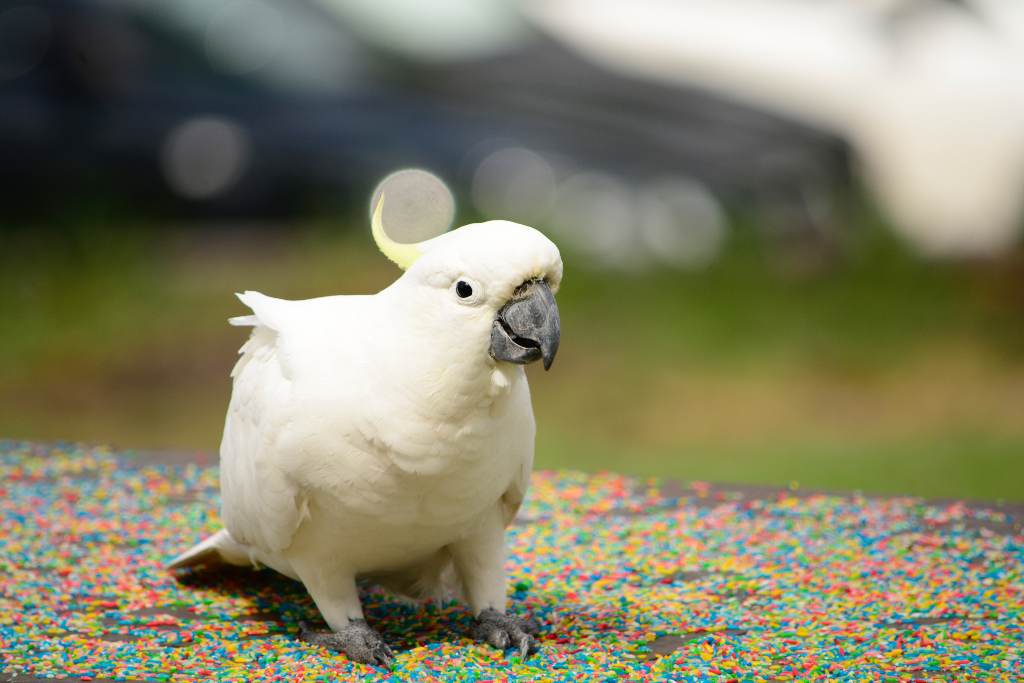 Cockatoo bird. Photo by Vish K on Unsplash