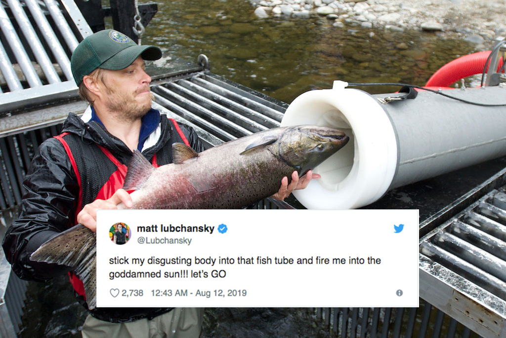 Fish Tube: The Entire Internet Is Obsessed With The Salmon Cannon