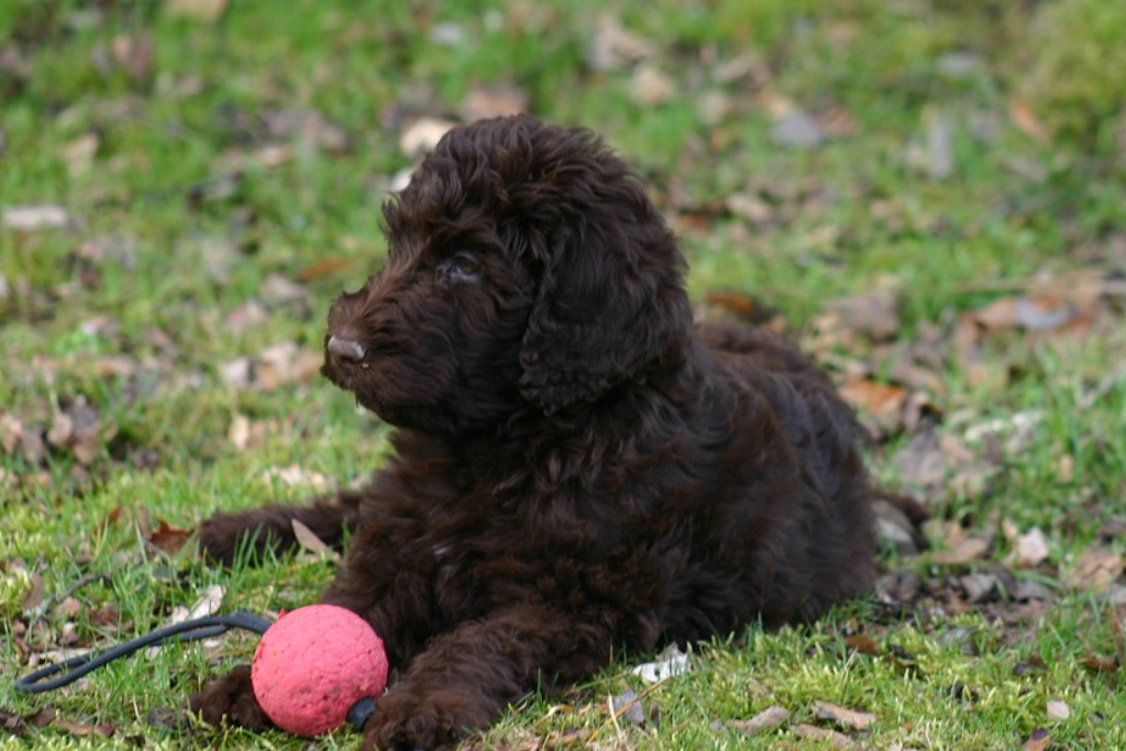 Labradoodles creator reckons he made a terrible decision