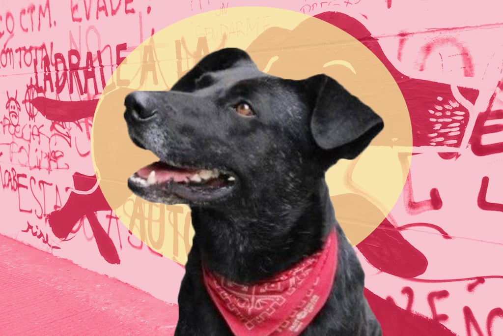 Negro Matapacos Riot Dog - Protest, Fare Evasion, Street Art - Socialist -  T-Shirt