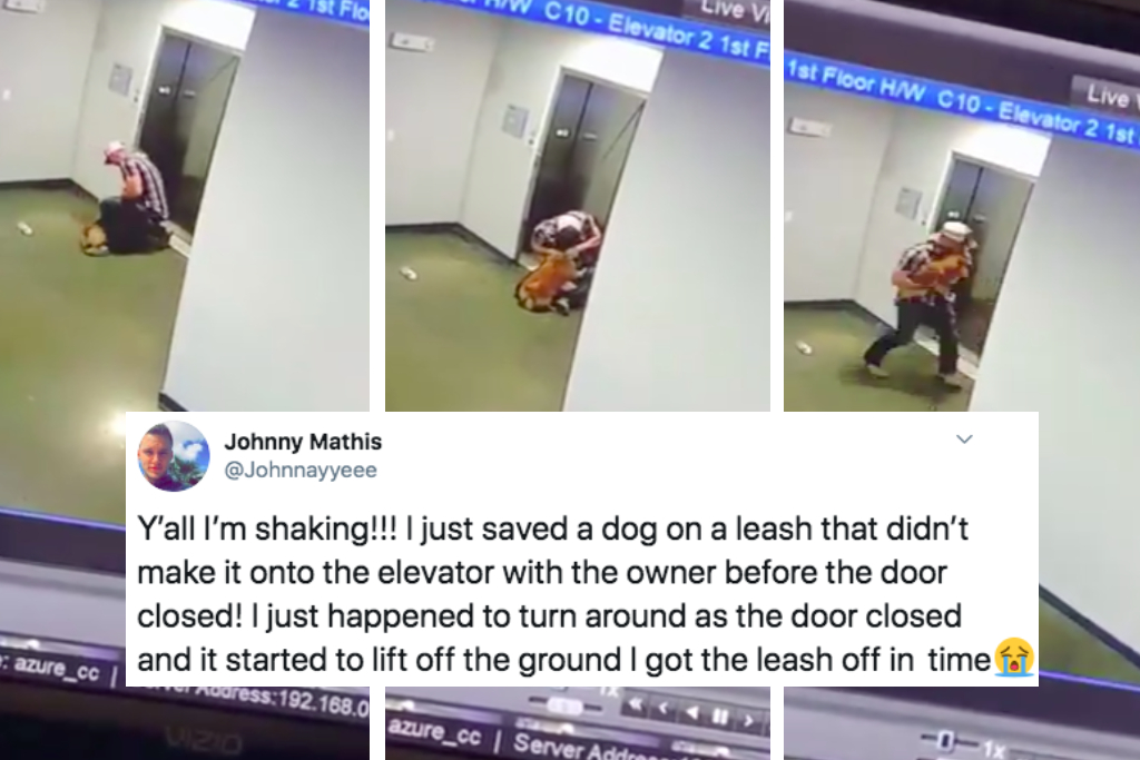 Dog Saved From Elevator