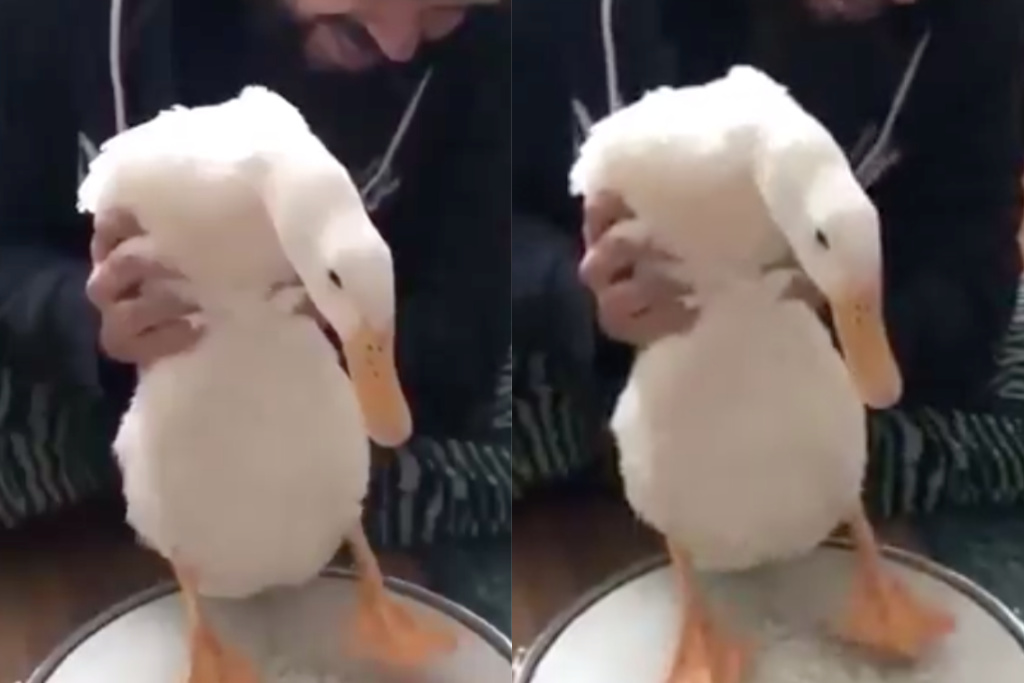 Duck playing the drums