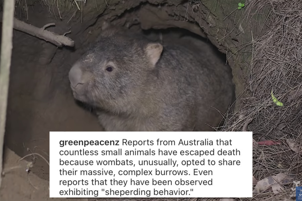 wombat burrows wombats sharing burrows fake