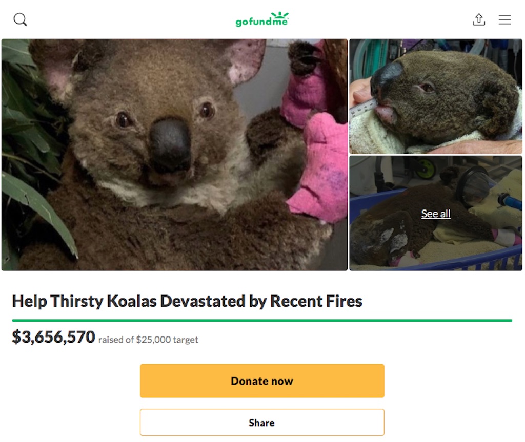 Bushfires, charities, koalas