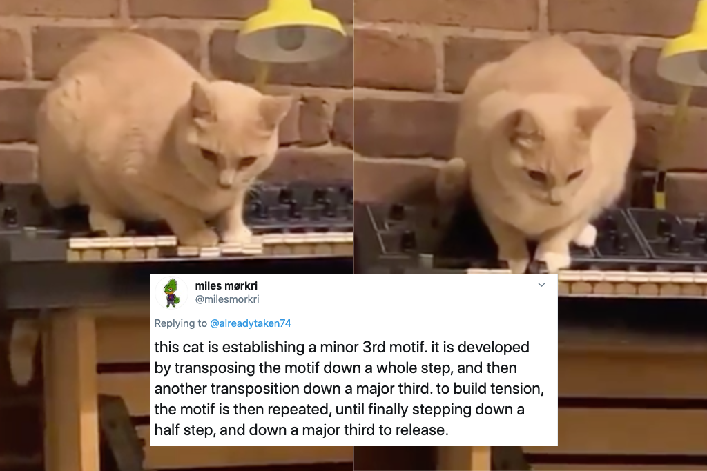 Tik Tok Cat Io Gets Famous For Playing Haunting Melody