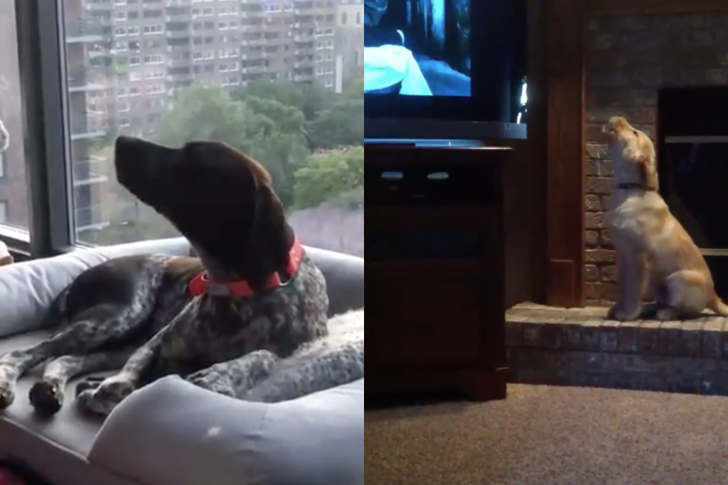 Dogs singing 'Law & Order' theme