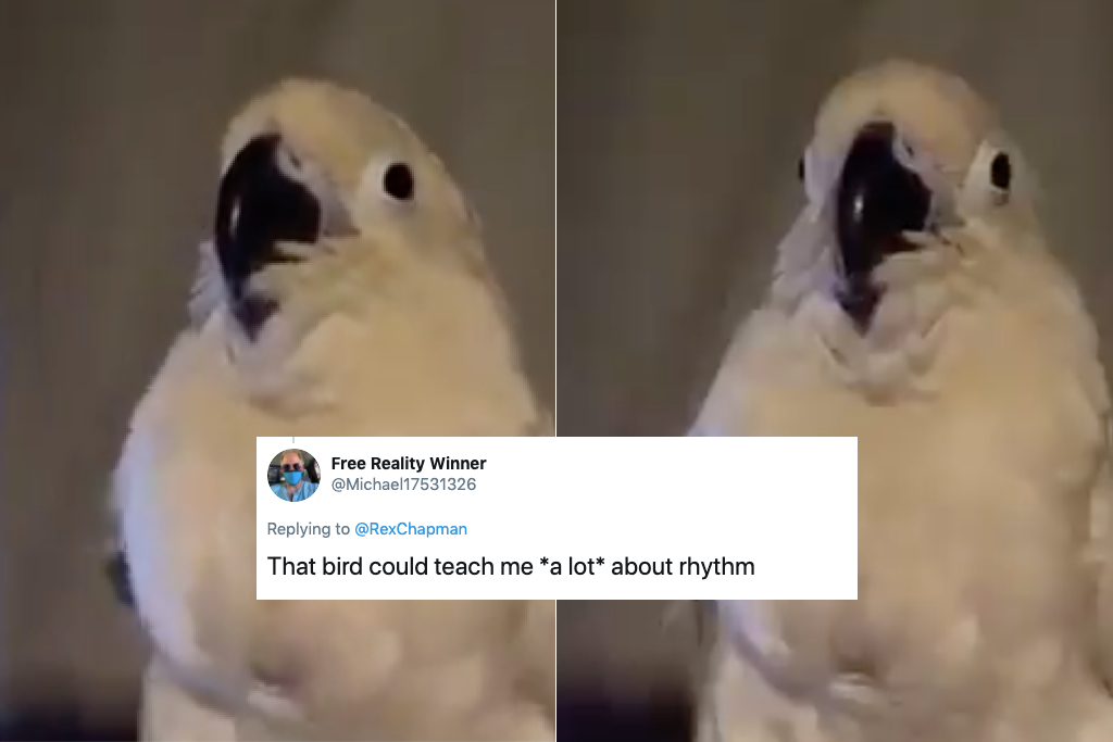 Cockatoo dancing bird on Twitter