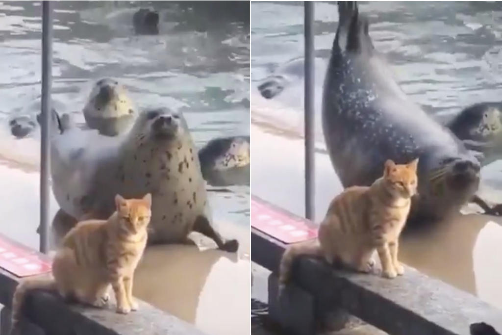Seal tries to impress cat