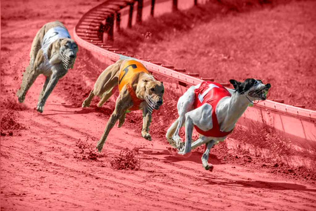 greyhound racing australia