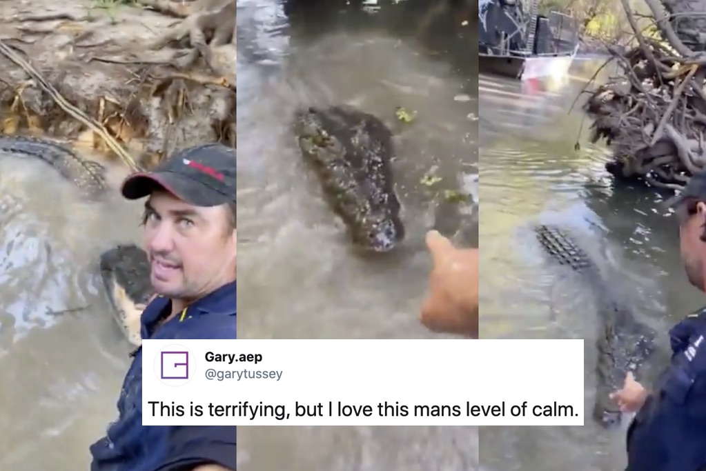 Video of crocodile wrangler Matt Wright treatng 'bonecruncher' like a dog goes viral
