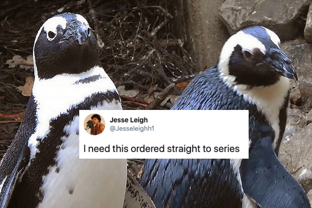 Gay Dutch penguins steal eggs from Lesbian couple