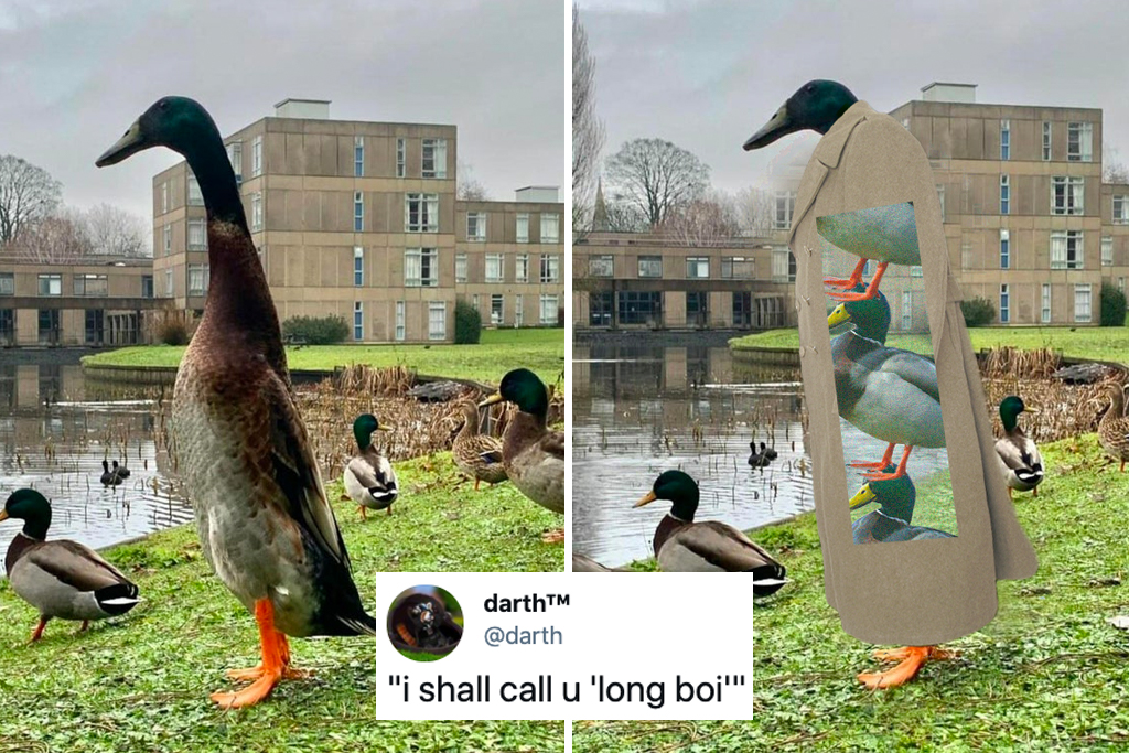 Long Boi duck meme
