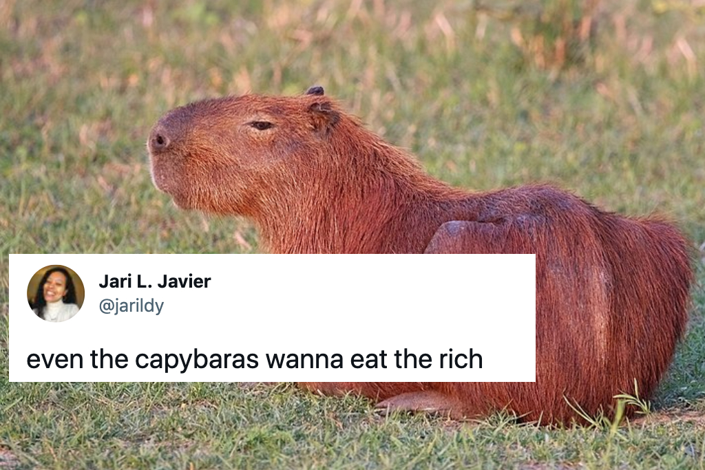 Capybaras are taking back what is rightfully theirs